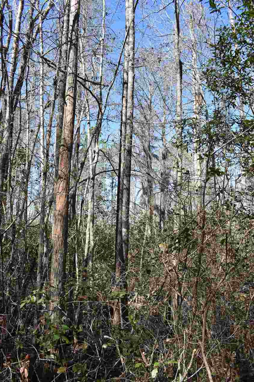 Vacant Southwest San Pedro Road Madison, FL 32340 - Photo 1 of 36 Gallery Image 1