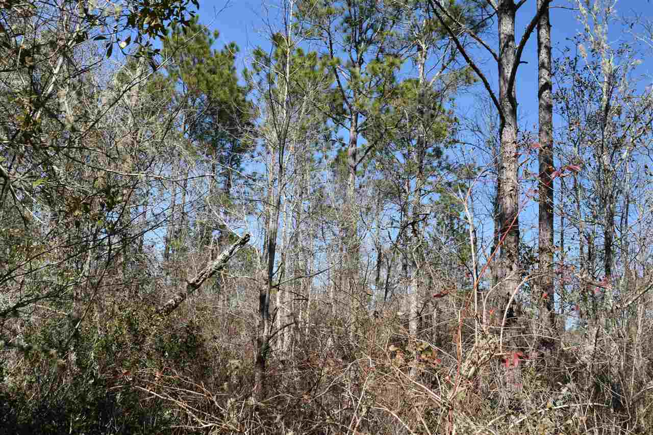Vacant Southwest San Pedro Road Madison, FL 32340 - Photo 20 of 36 Gallery Image 20