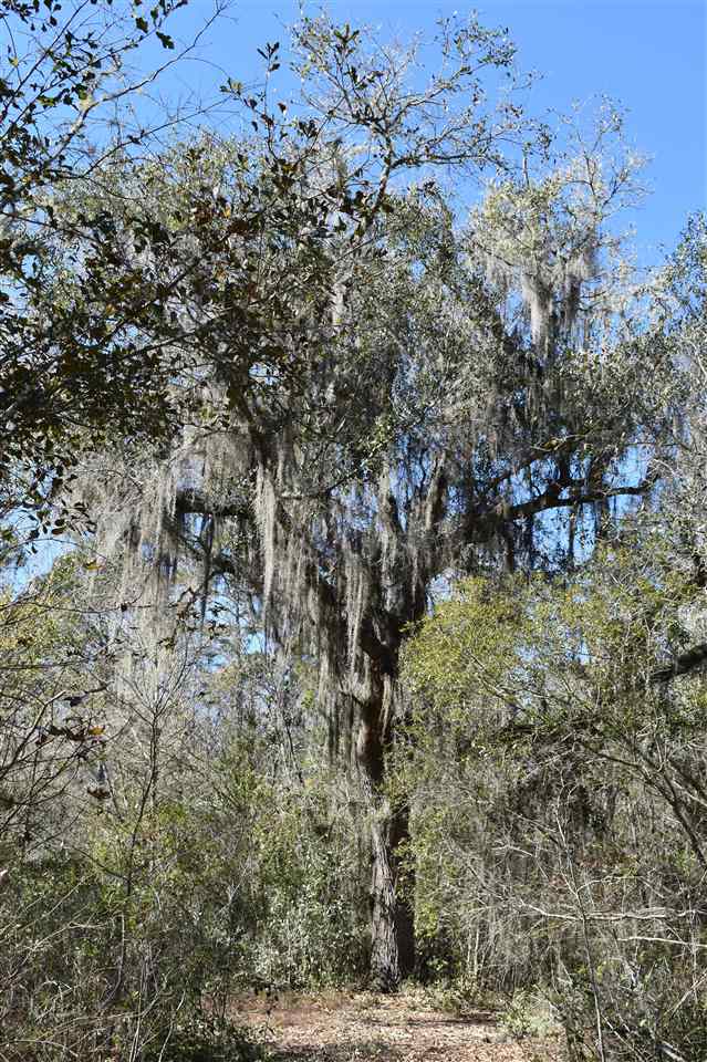 Vacant Southwest San Pedro Road Madison, FL 32340 - Photo 22 of 36 Gallery Image 22
