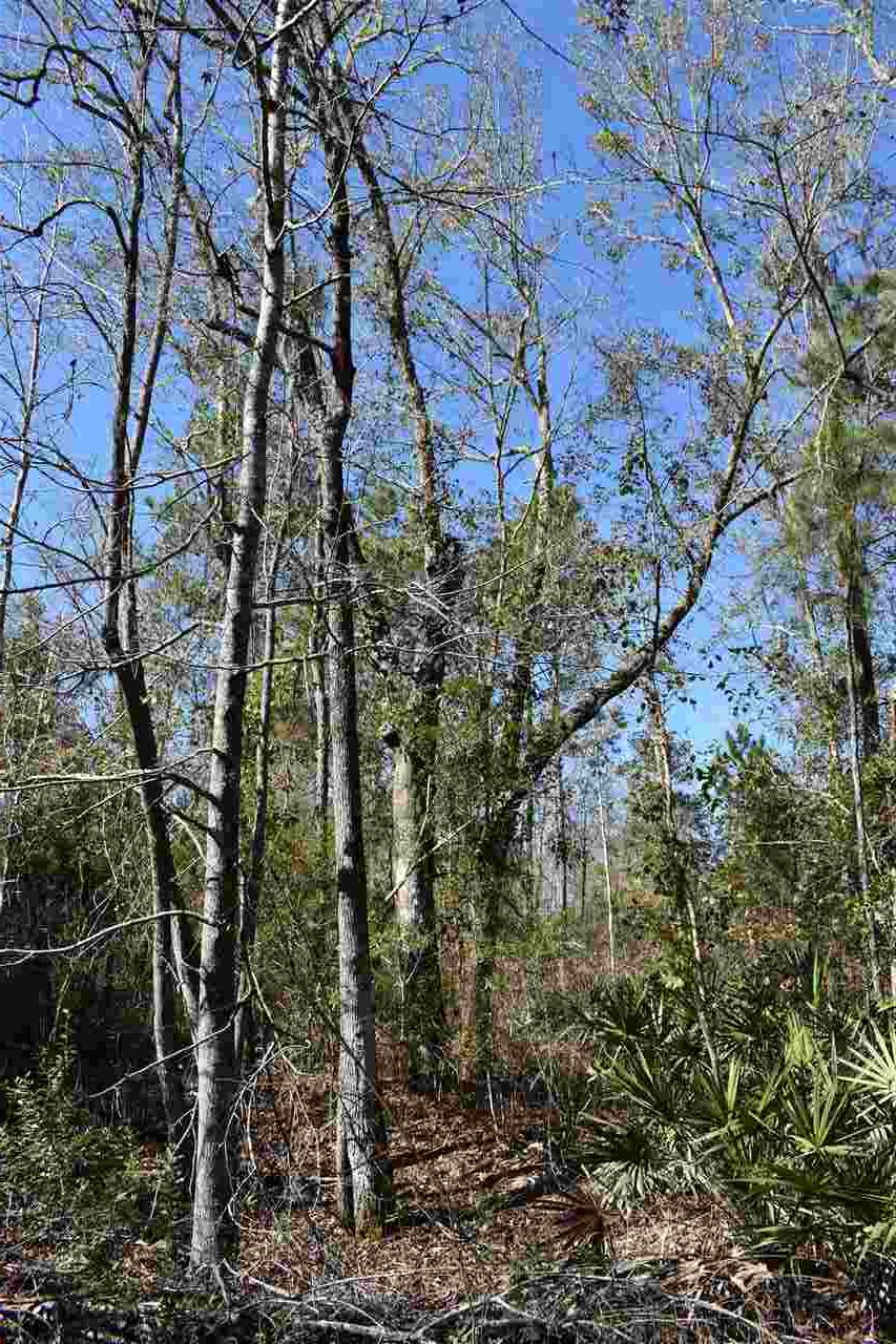Vacant Southwest San Pedro Road Madison, FL 32340 - Photo 29 of 36 Gallery Image 29