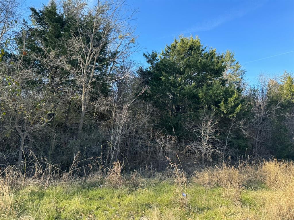 8405 Taylorsville Road Dale, TX 78616 - Photo 4 of 13 Mature trees and dense foliage define this wooded parcel