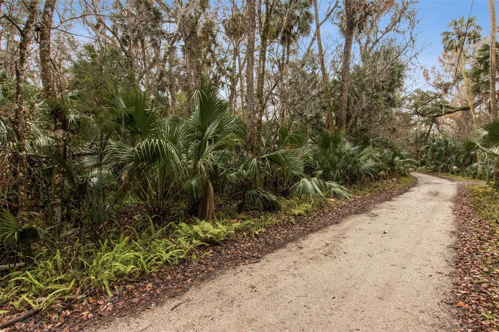 a view of a yard with plants and trees
