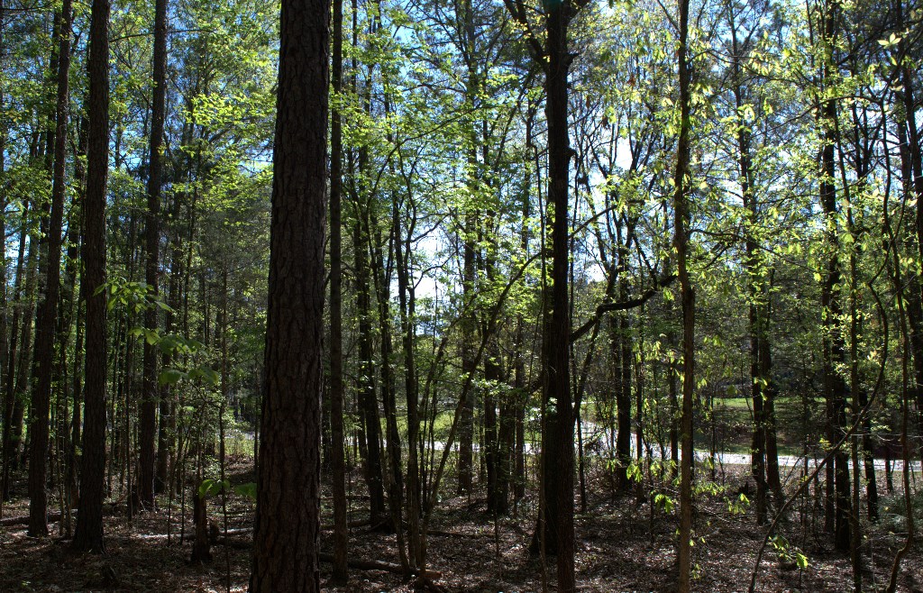 Lot 10 Chestnut Grove Road Shiloh, GA 31826 - Photo 7 of 17 Gallery Image 7