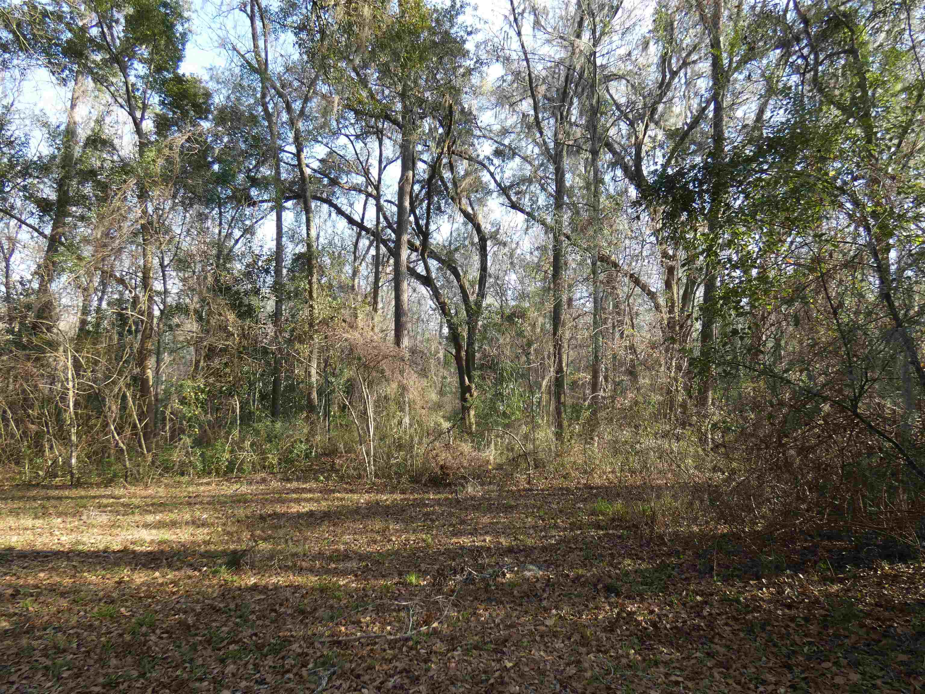 Tbd Rainey Run Monticello, FL 32344 - Photo 17 of 21