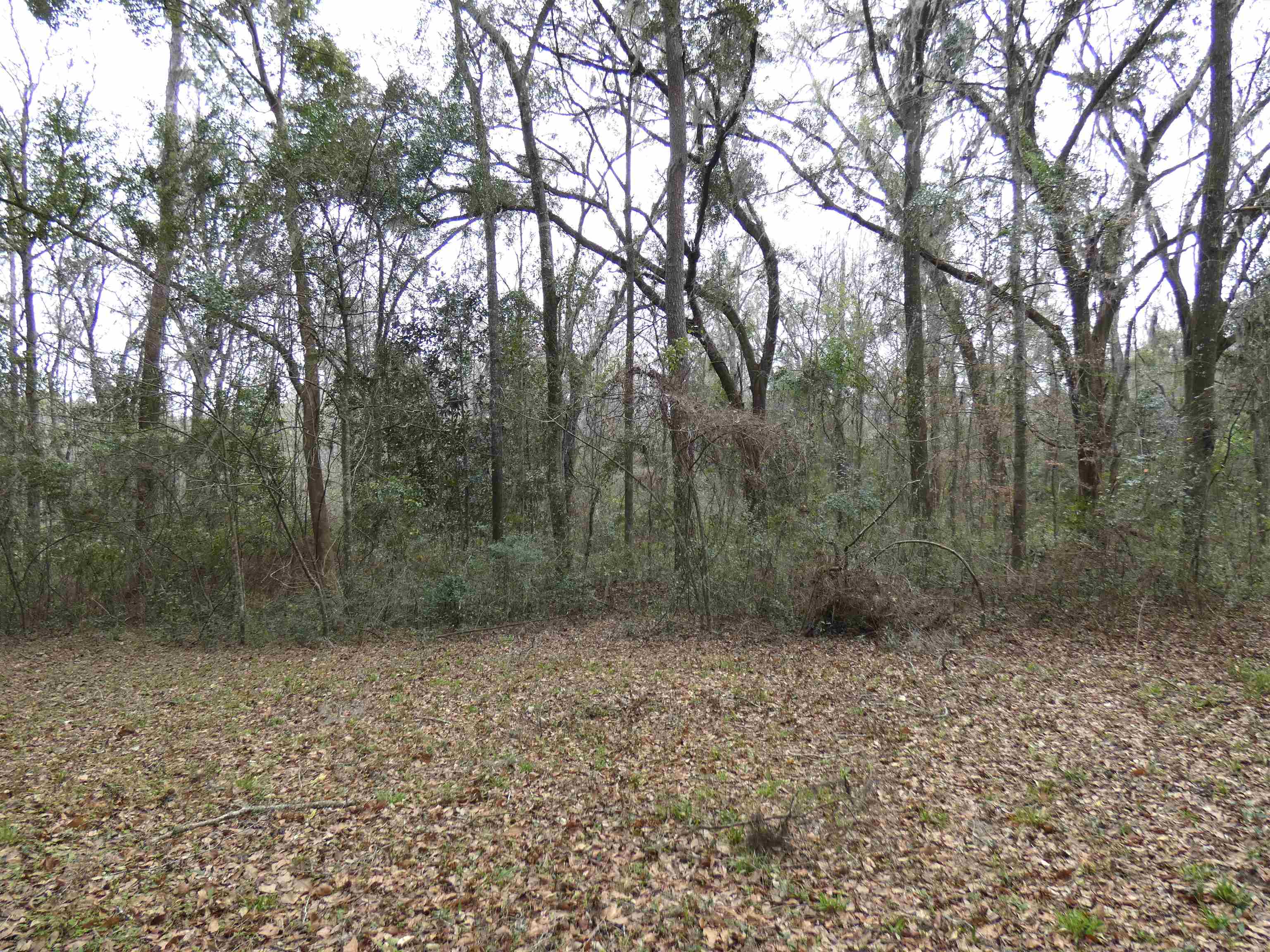 Tbd Rainey Run Monticello, FL 32344 - Photo 9 of 21