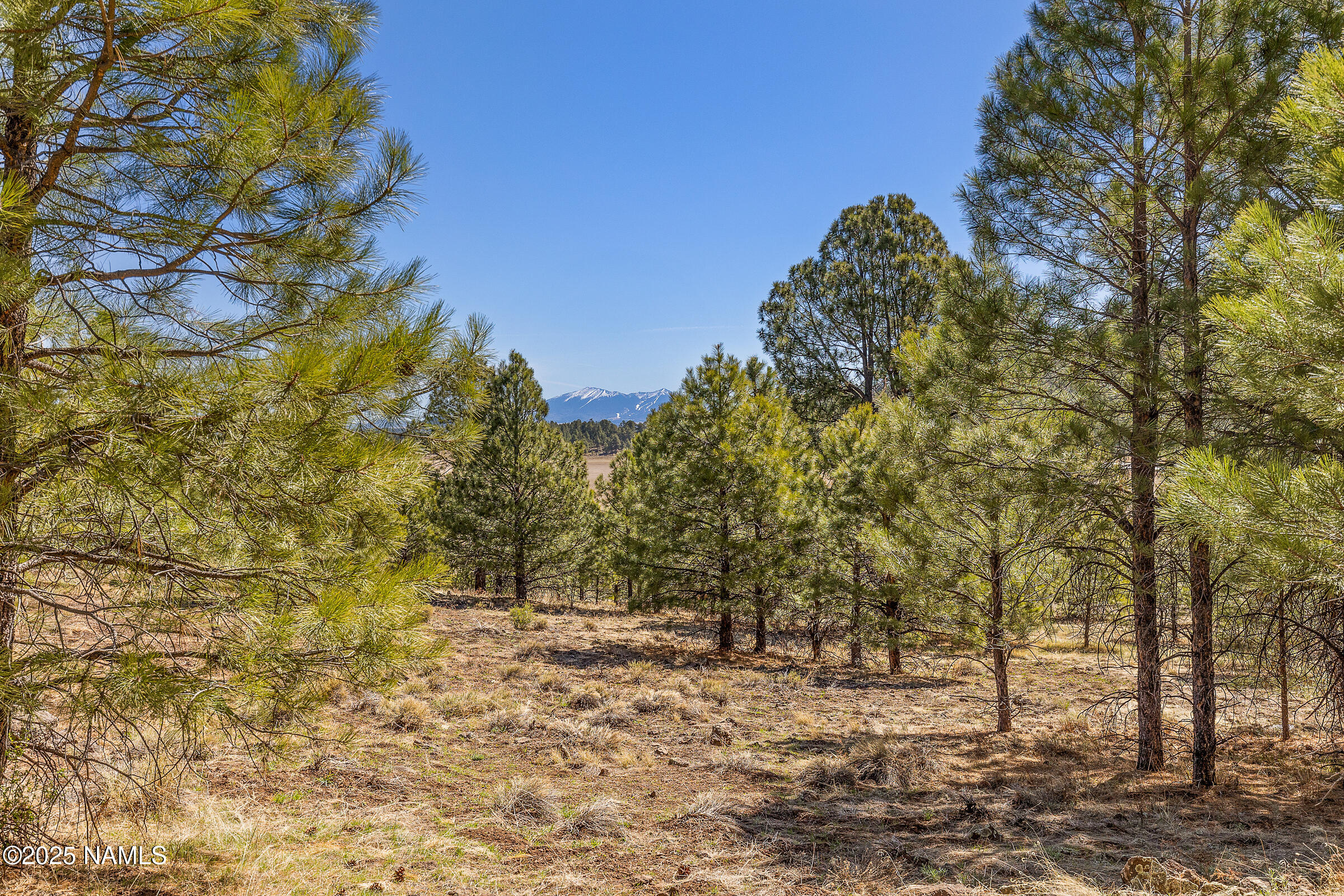 747 North Davenport Lk Road Williams, AZ 86046 - Photo 5 of 28 a view of outdoor space and yard