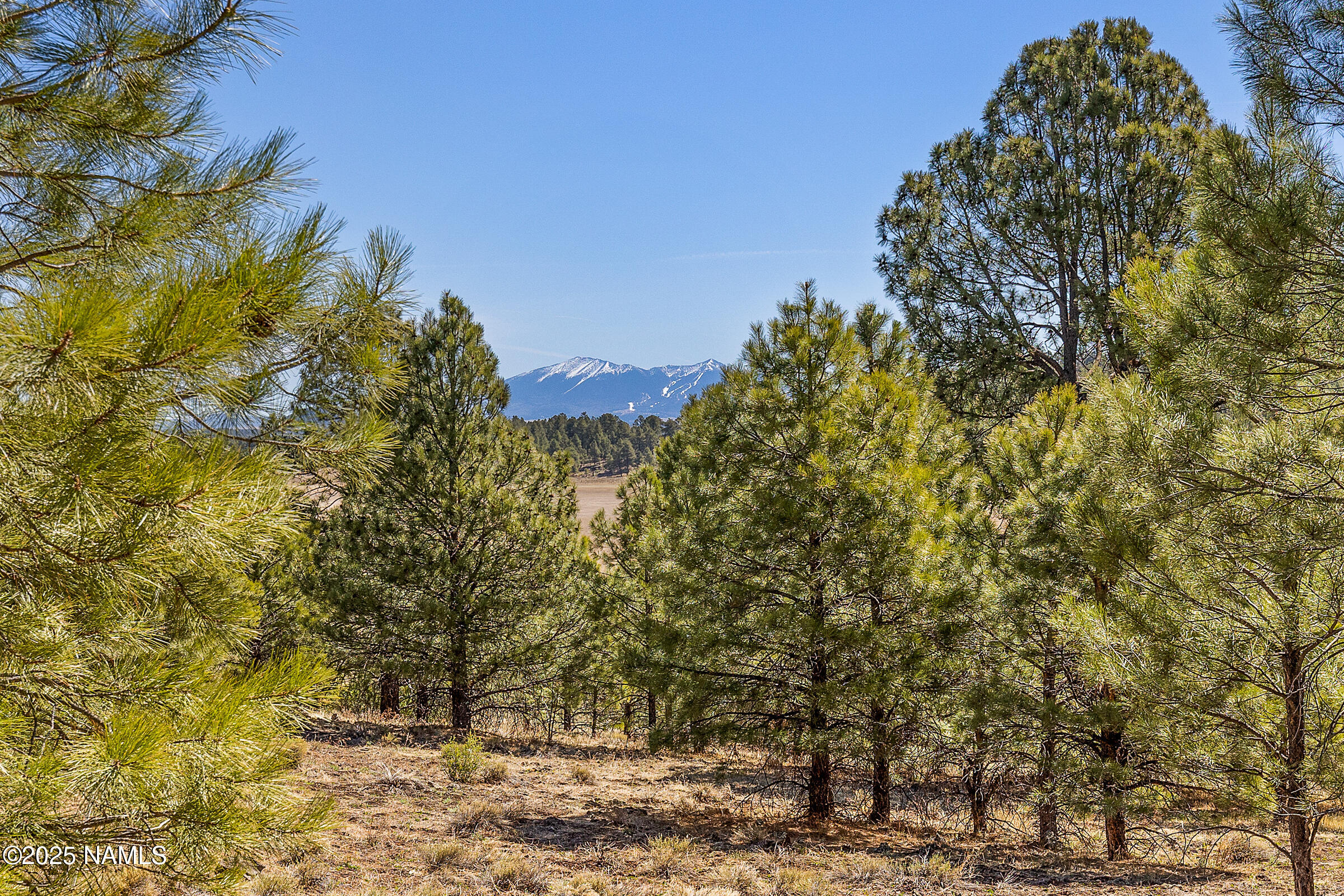 747 North Davenport Lk Road Williams, AZ 86046 - Photo 6 of 28 a view of a yard with plants and trees