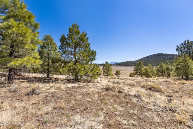 a view of dirt yard with a tree