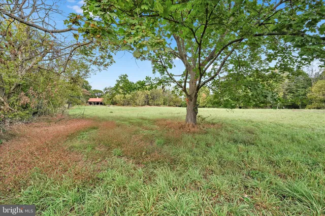 a view of yard with tree