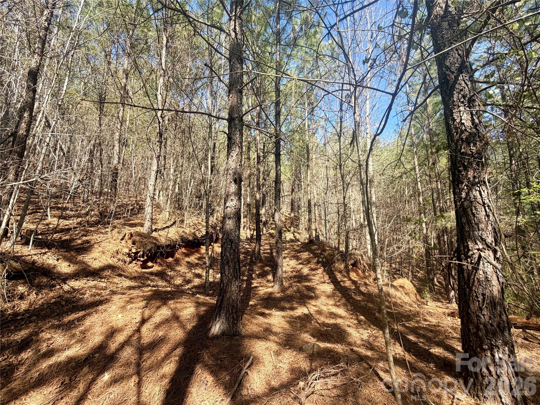 0 Nc Highway Bostic, NC 28018 - Photo 8 of 18 a view of a yard with a tree