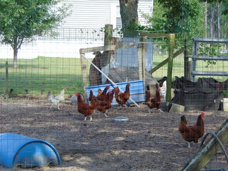 388 Mosley Road DeFuniak Springs, FL 32433 - Photo 20 of 49 Chicken Coop (1)