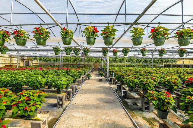 a view of a yard with plants and trees
