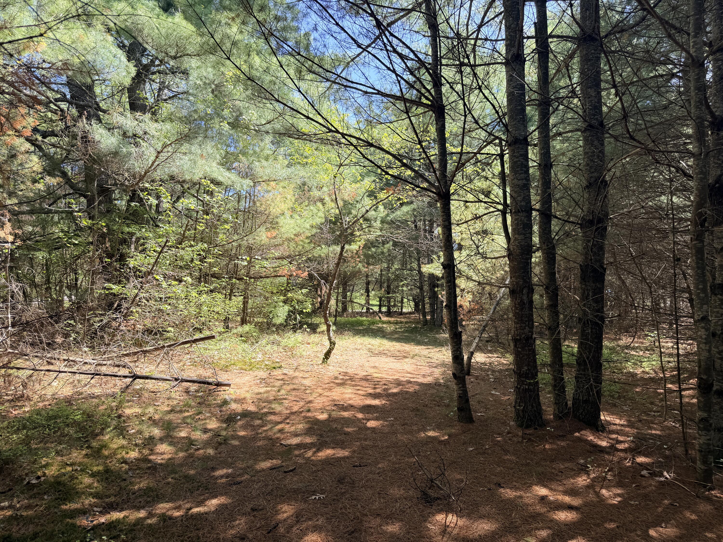Lot 4 Emery Road Parsonsfield, ME 04047 - Photo 8 of 42 IMG_5318