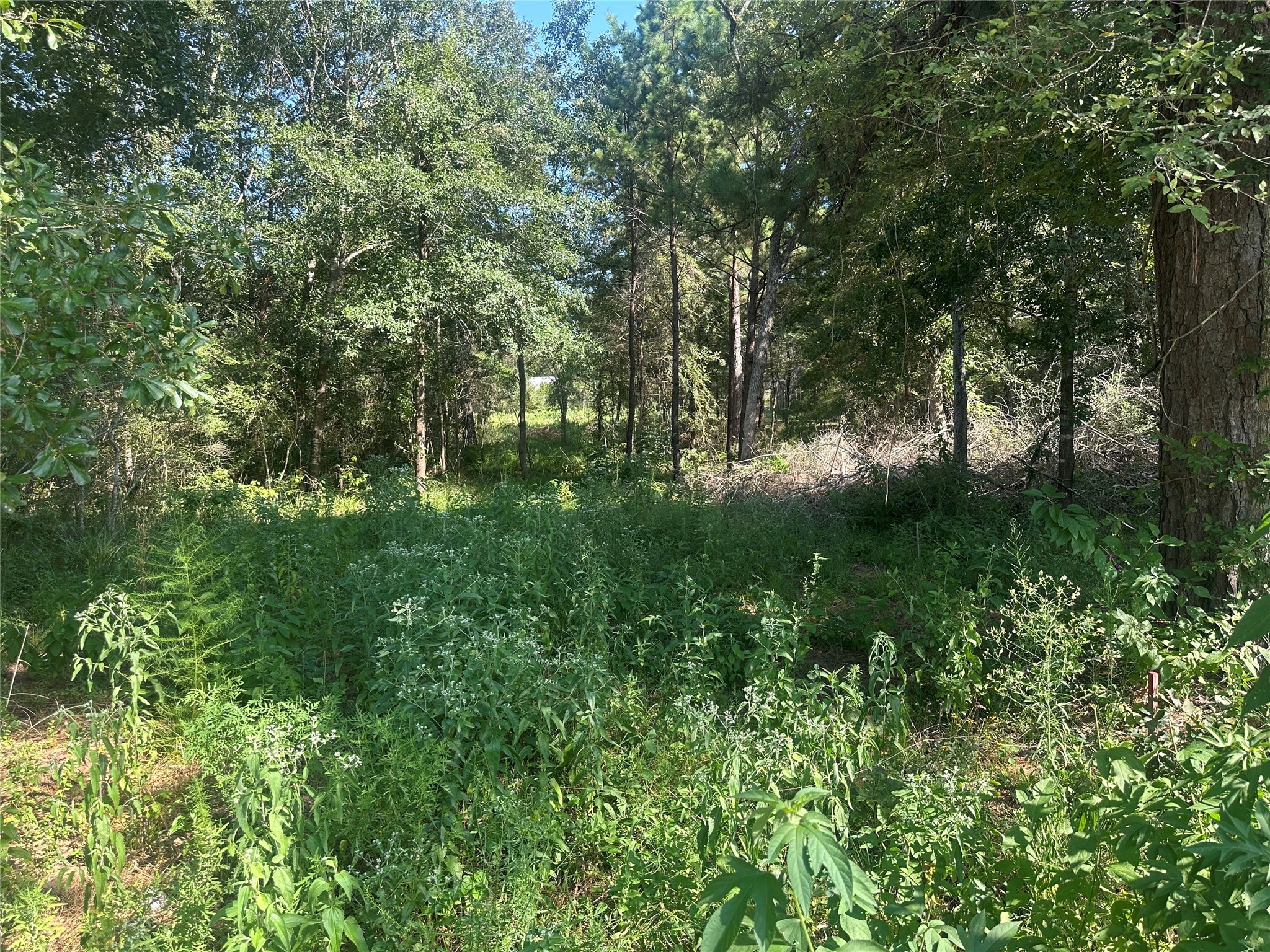 26546 Pin Oak Drive Hempstead, TX 77445 - Photo 2 of 12 a view of backyard with green space