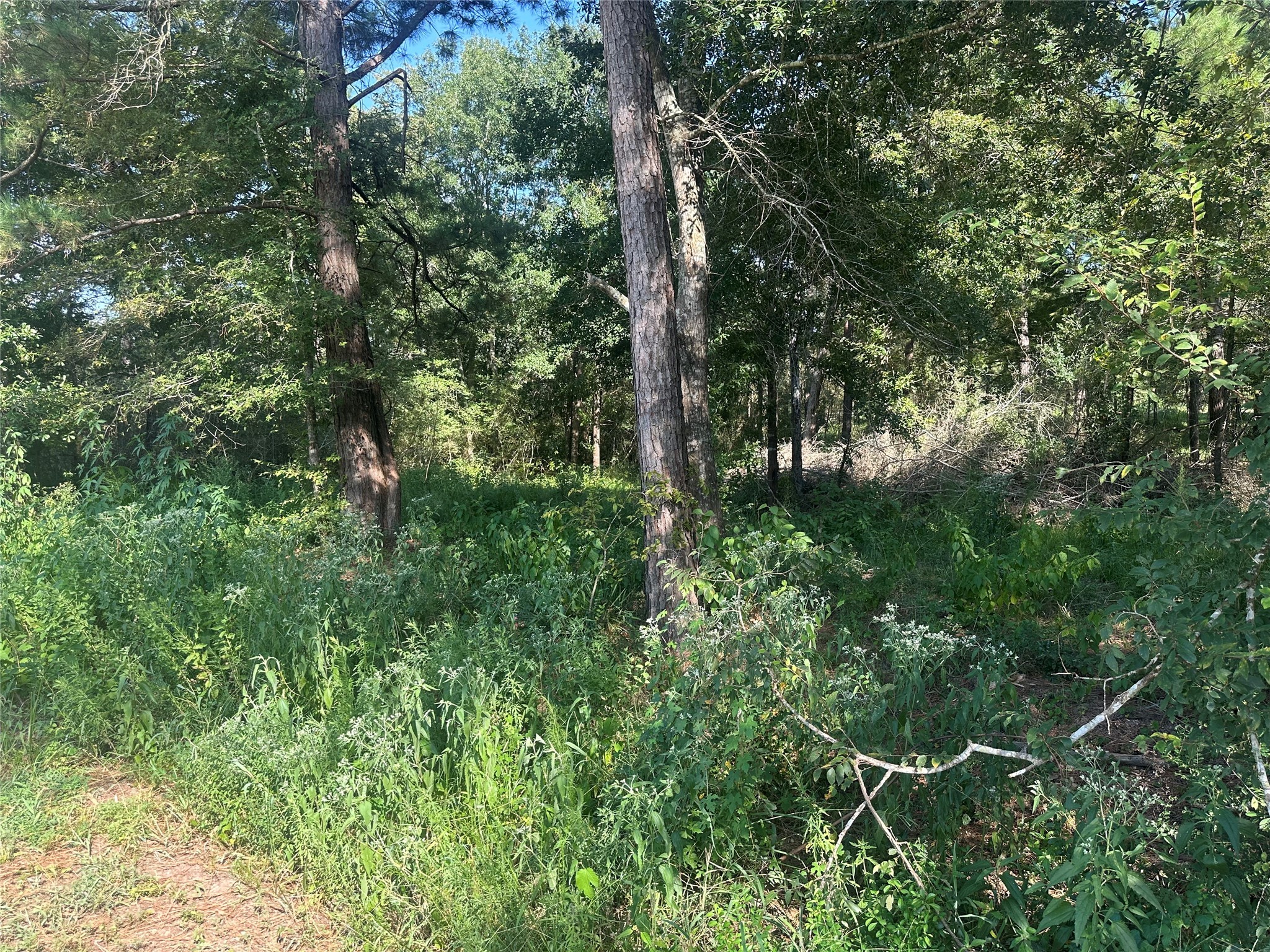 26546 Pin Oak Drive Hempstead, TX 77445 - Photo 3 of 12 a view of a lush green forest with lots of trees