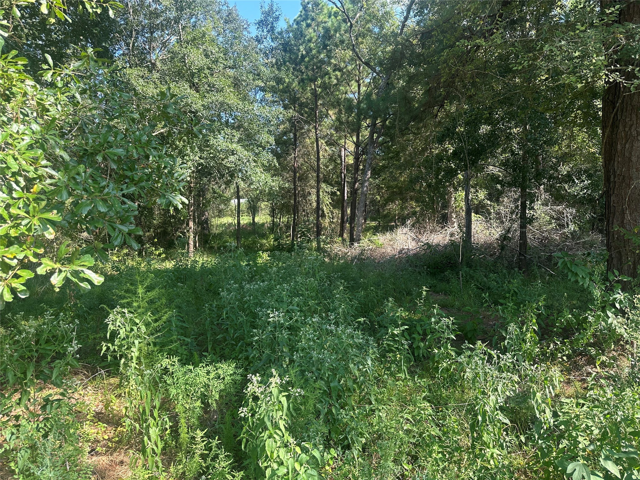 26546 Pin Oak Drive Hempstead, TX 77445 - Photo 4 of 12 a view of yard
