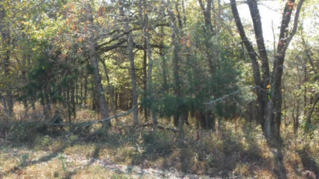 65 Dry Branch Road Alexandria, TN 37012 - Photo 20 of 30 a view of forest