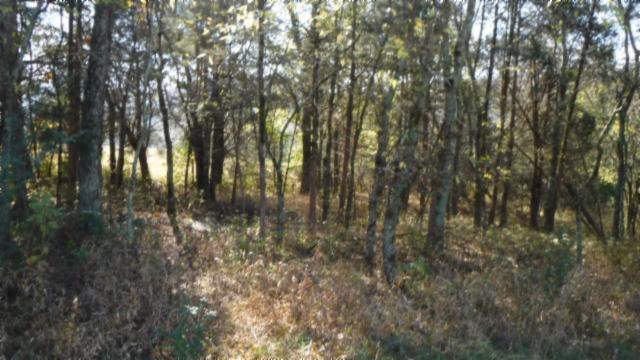 65 Dry Branch Road Alexandria, TN 37012 - Photo 21 of 30 a view of forest