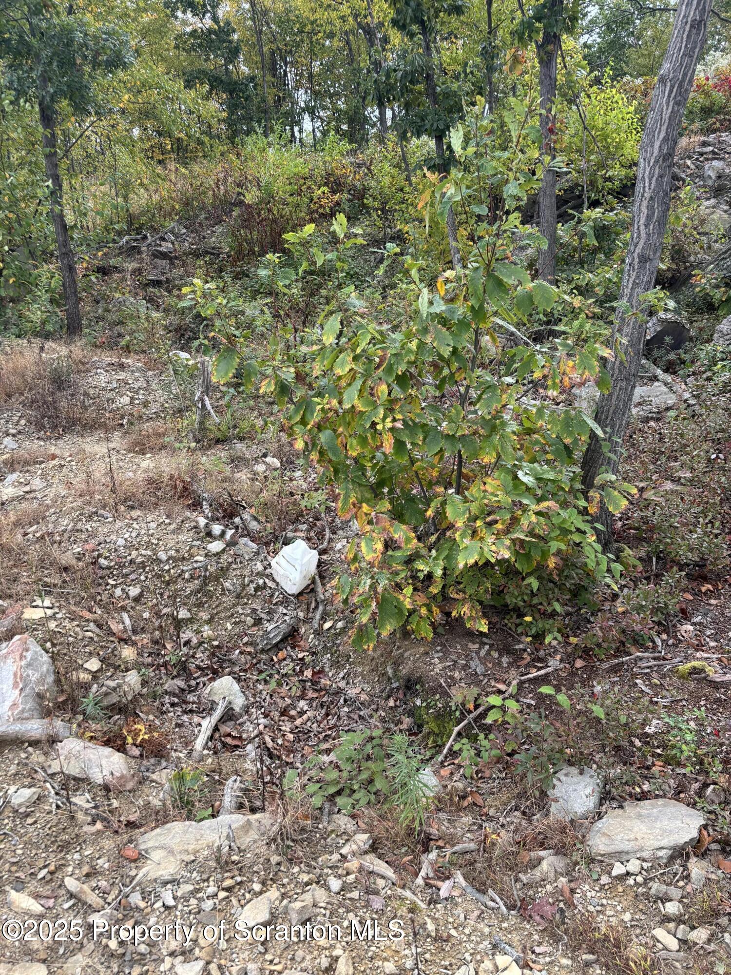 Lot # Railroad Street Moosic, PA 18507 - Photo 8 of 15 a view of a large tree with plants and trees