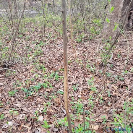 a view of a forest that has a tree