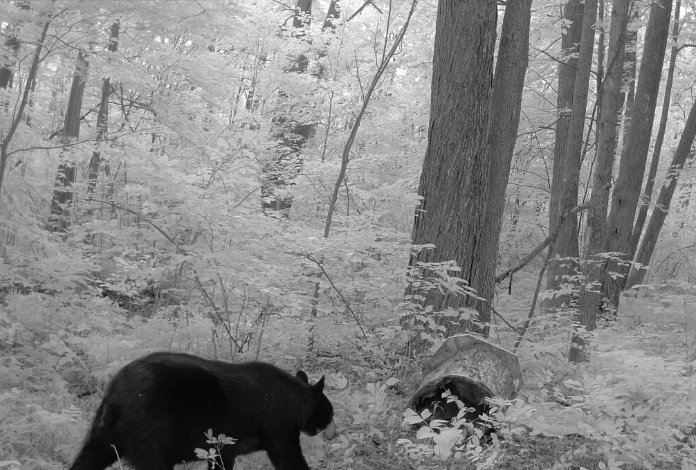 Ooo Snowshoe Road Wausau, WI 54403 - Photo 13 of 48