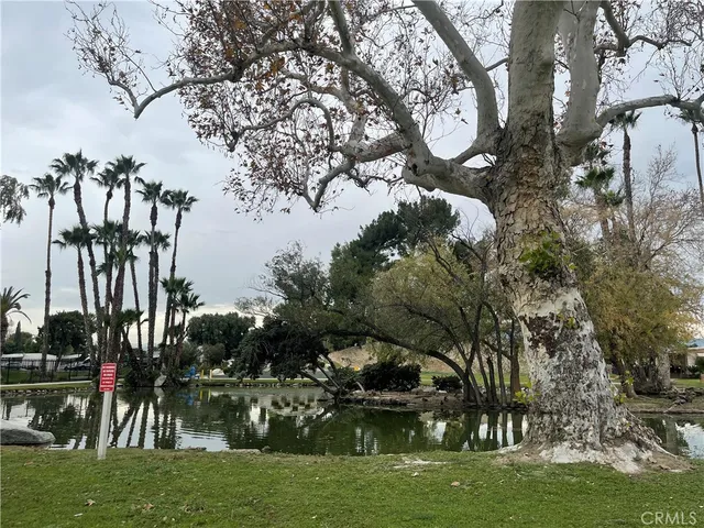 a view of a park with large trees