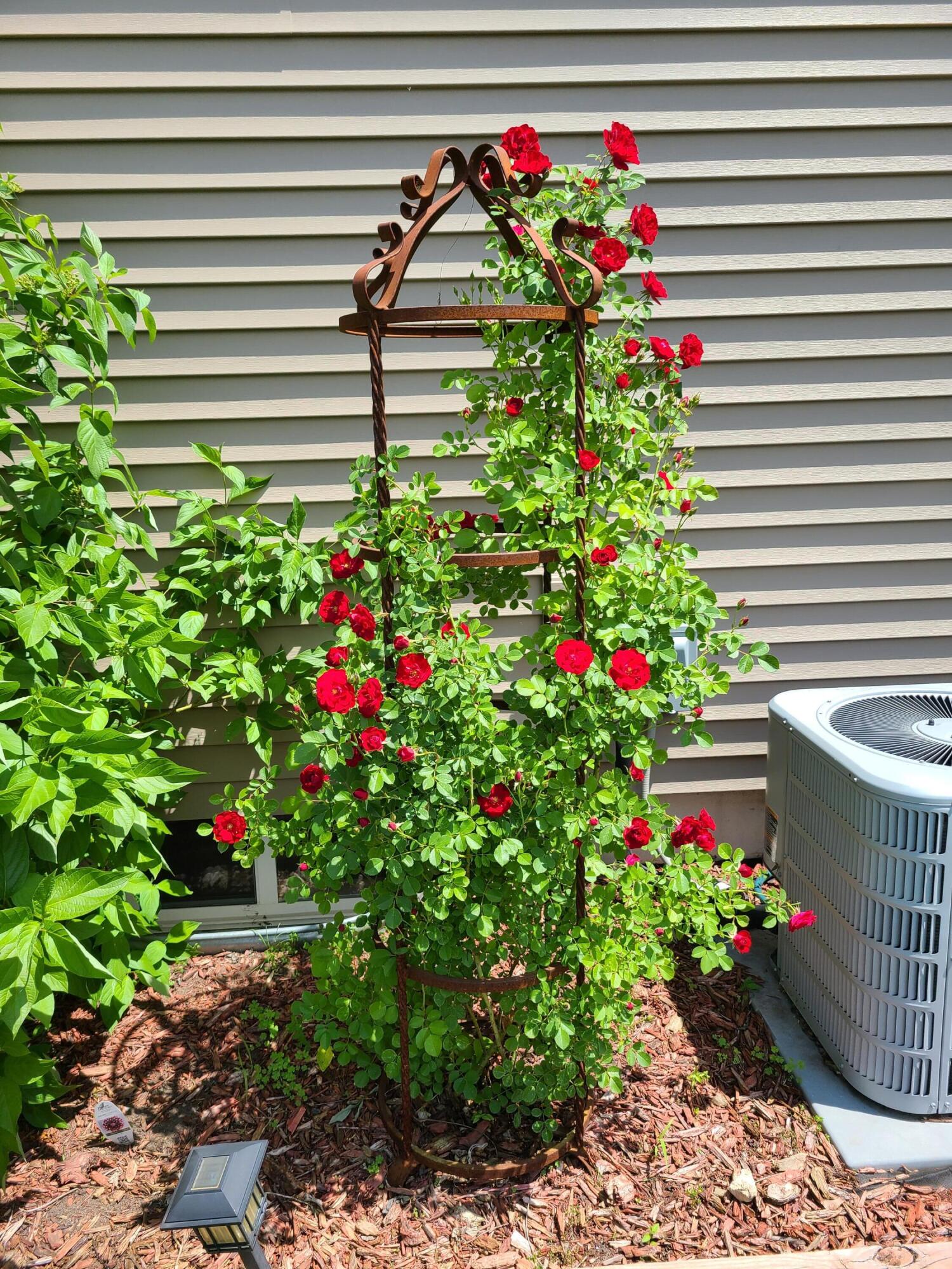 1212 7th Street South La Crosse, WI 54601 - Photo 30 of 37 summer landscaping