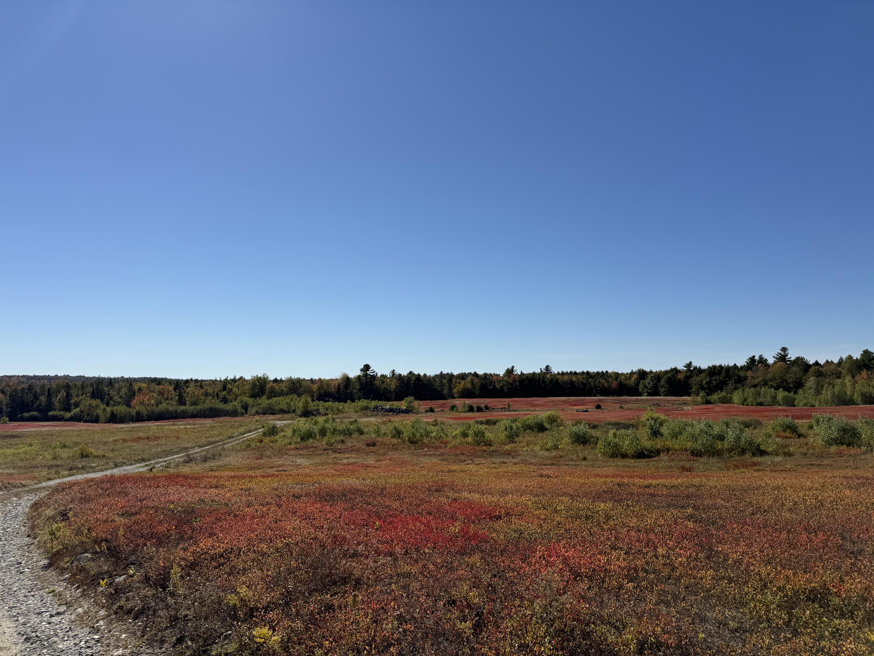 Map19-lot28 Leach Road Penobscot, ME 04476 - Photo 4 of 21 MAP 19 LOT 28