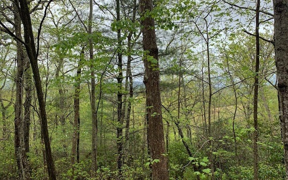 Additional View