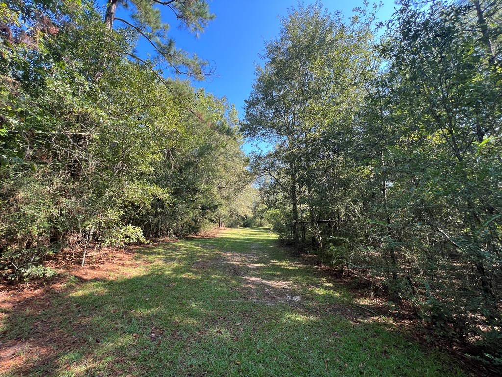 120 Davis Cherry Road Pansey, AL 36370 - Photo 4 of 16
