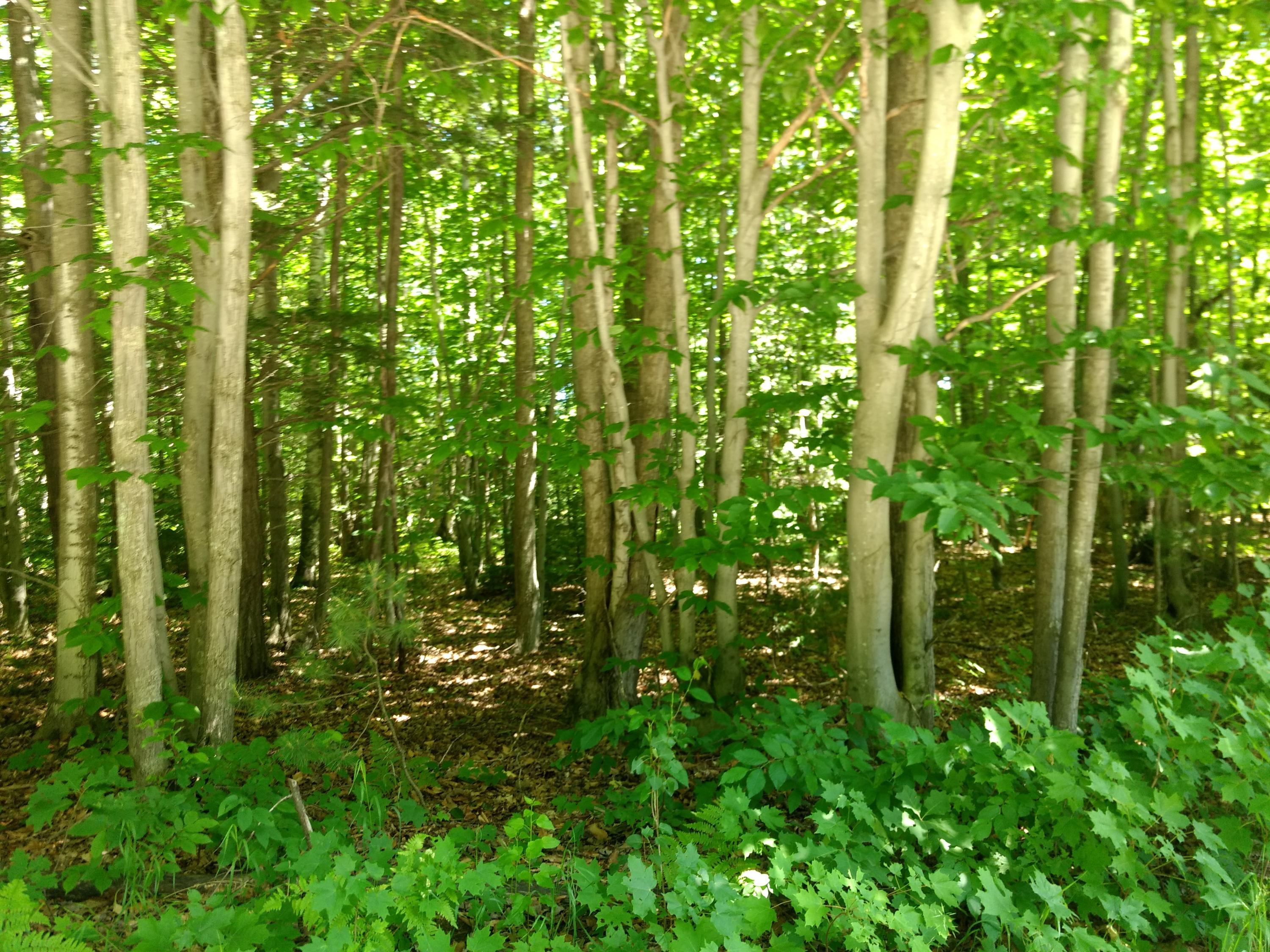 Fowler Lake Road Gaylord, MI 49735 - Photo 1 of 4 Gallery Image 1