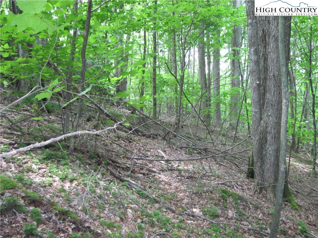 120 Sassafrass Road Beech Mountain, NC 28604 - Photo 2 of 2 a view of a forest that has large trees