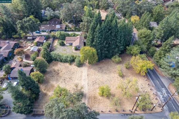 a view of a garden with plants and large trees