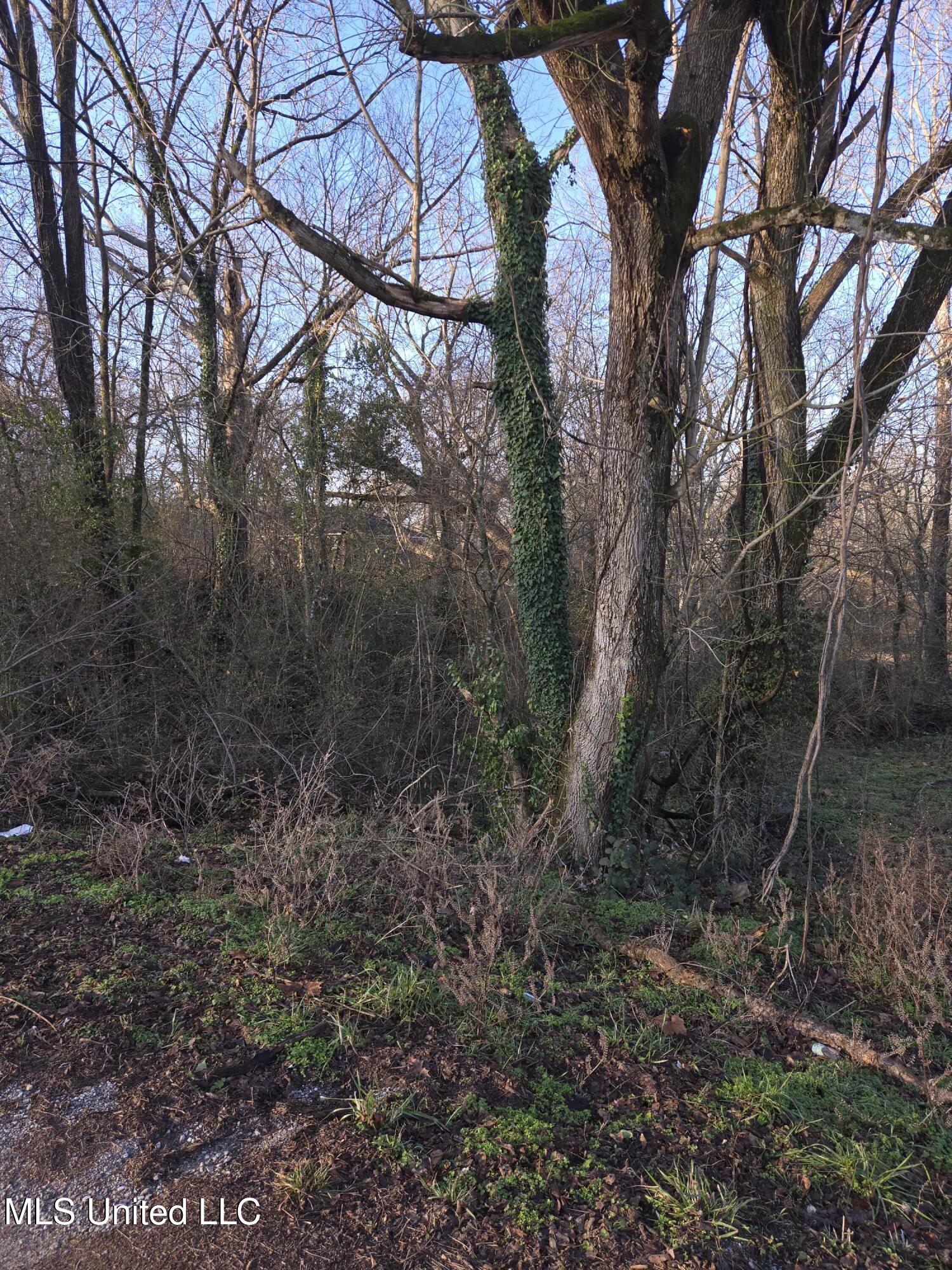 Cochron Street Holly Springs, MS 38635 - Photo 7 of 14 20250127_081851