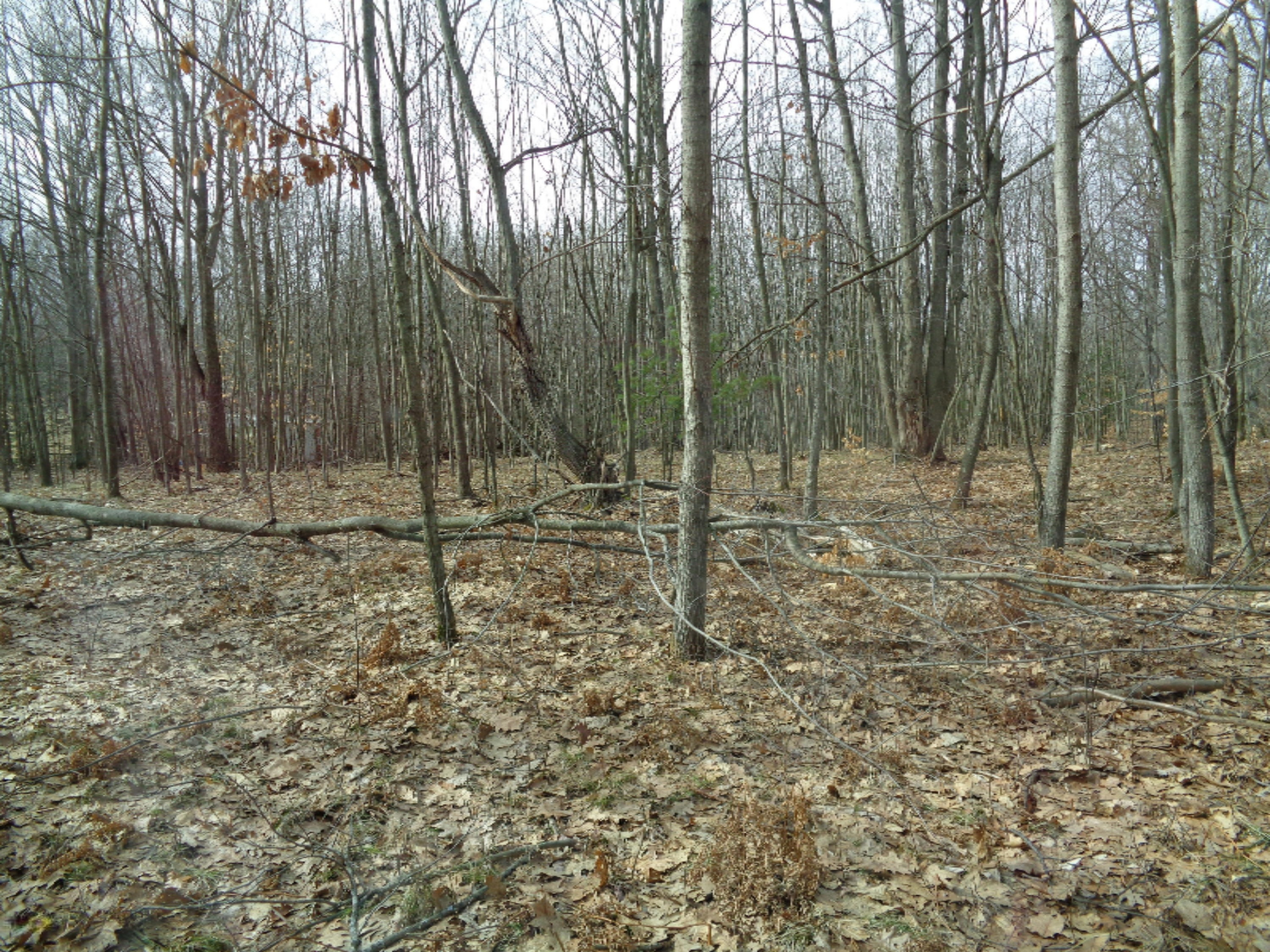 1127 South Saddler Road Reed City, MI 49677 - Photo 8 of 8 DSC00359