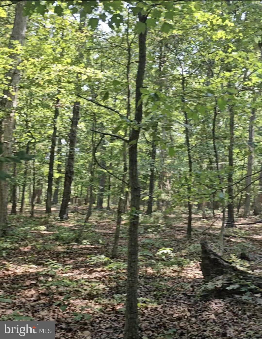 Anna Coves Mineral, VA 23117 - Photo 1 of 20 Wonderful lot in "Anna Coves"