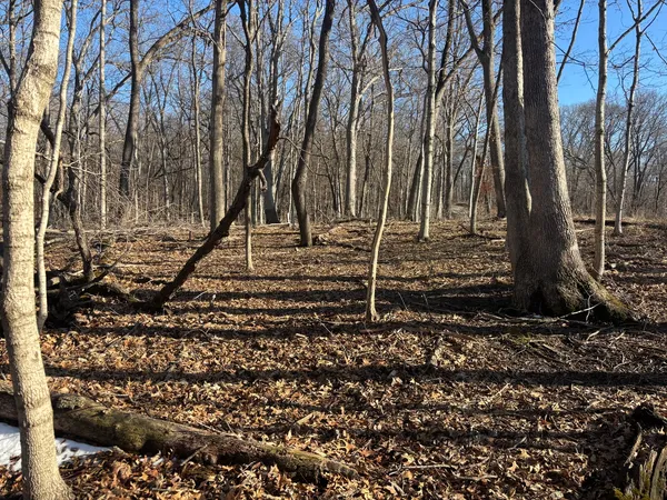 a view of a backyard with large trees