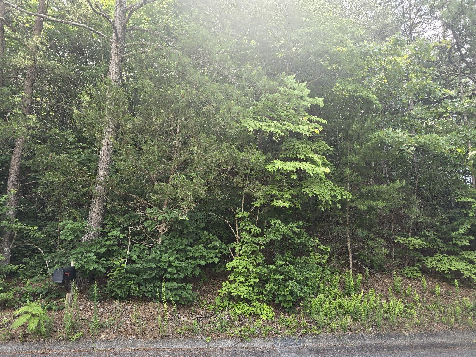 3302 Ridgeway Drive Cleveland, TN 37312 - Photo 3 of 5 a view of a forest with trees