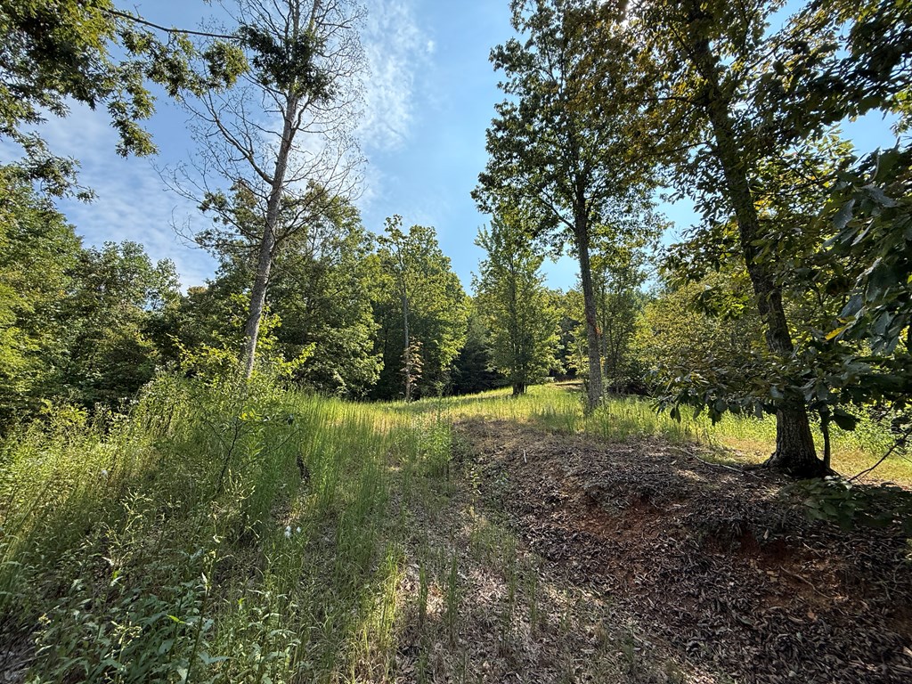 0 Madison Drive Murphy, NC 28906 - Photo 11 of 17 a view of outdoor space and trees