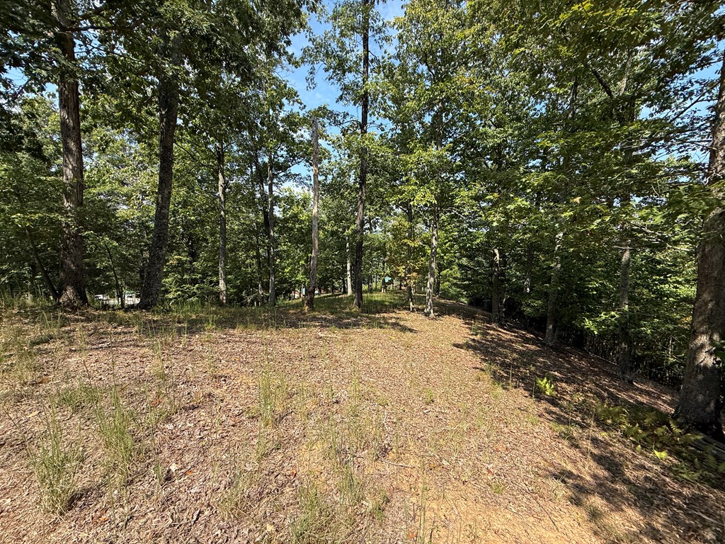 0 Madison Drive Murphy, NC 28906 - Photo 14 of 17 a view of a yard with trees