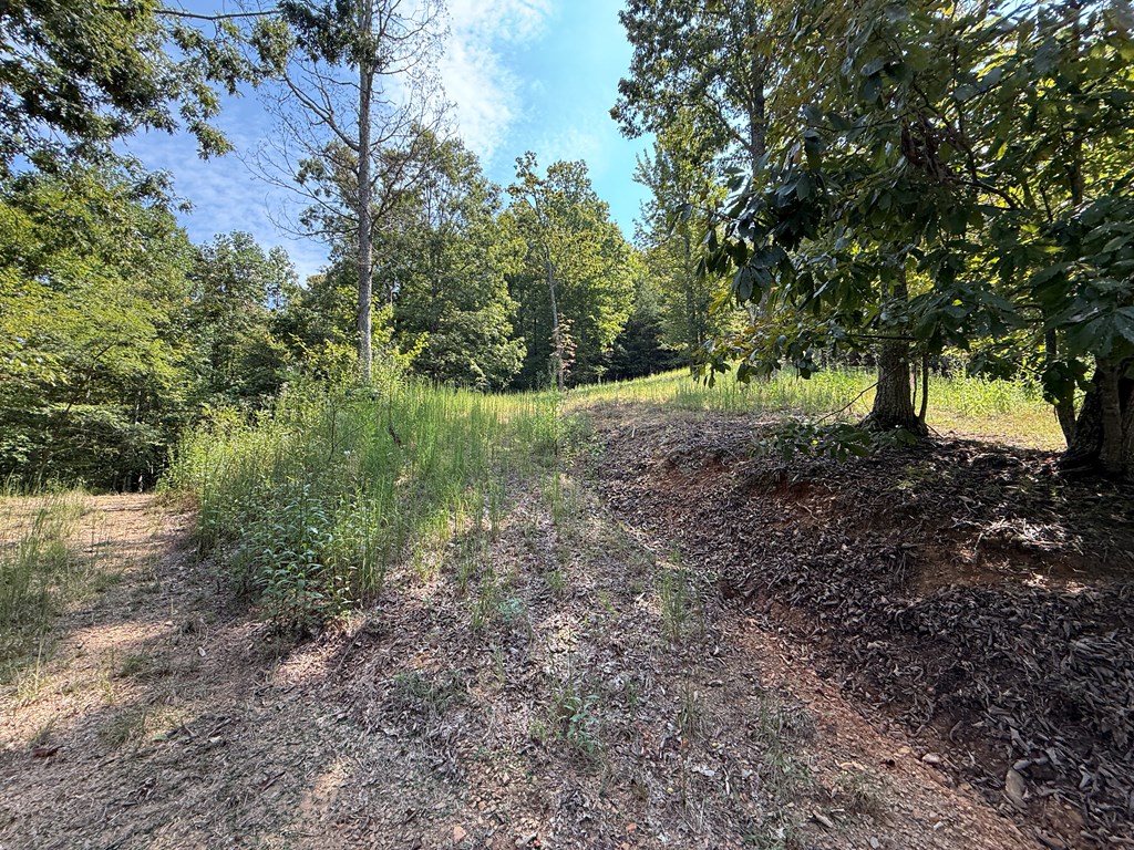 0 Madison Drive Murphy, NC 28906 - Photo 10 of 17 a big yard with lots of green space