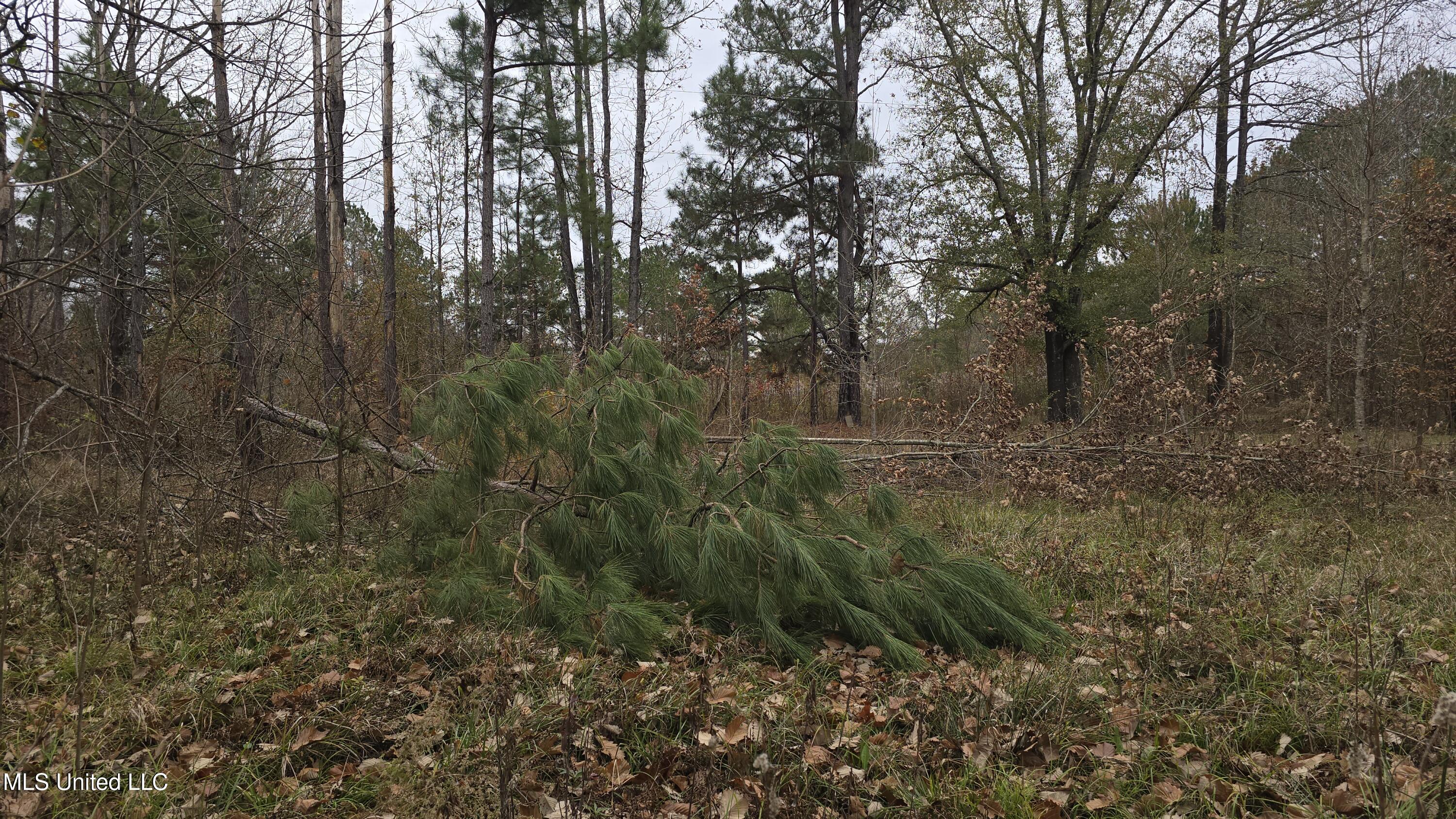6427 Highway 33 Roxie Ms 39661 Roxie, MS 39661 - Photo 22 of 29 20251217_111344