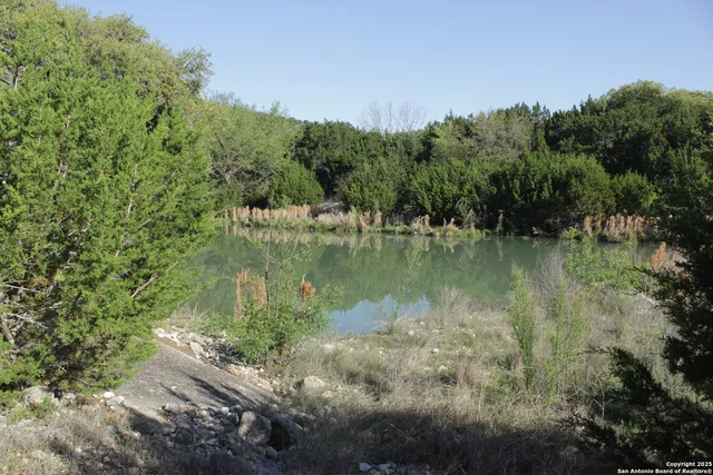 a black and white photo of a tree