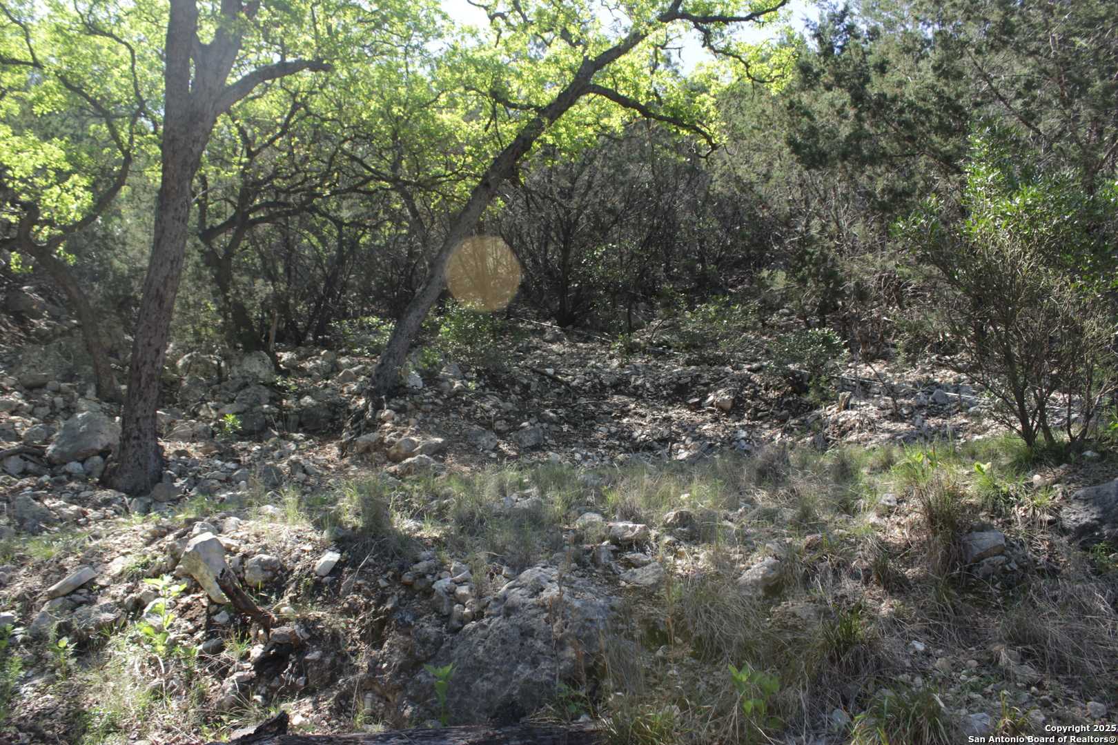 1976 Cedar Creek Road Leakey, TX 78873 - Photo 9 of 21 a view of a forest with large trees
