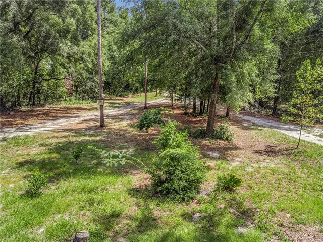 a view of a tree in a yard