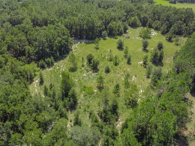 a view of a lush green forest with trees in the background
