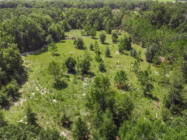 a view of a forest with a street