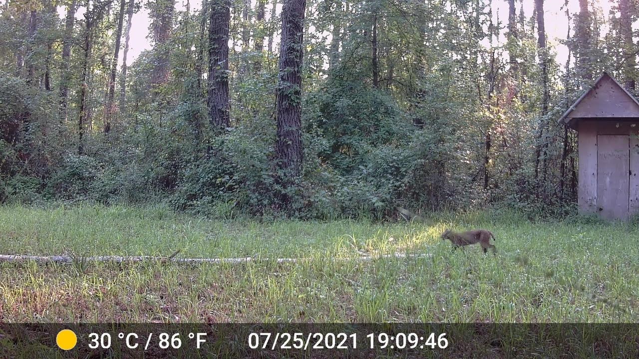 11274-11280 Old Federal Road Quincy, FL 32351 - Photo 16 of 60