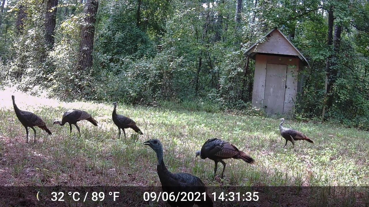 11274-11280 Old Federal Road Quincy, FL 32351 - Photo 2 of 60