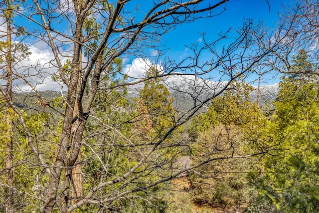 a view of a yard with trees